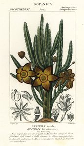 Tengeri csillag virág vagy dögnövény, Stapelia hirsuta