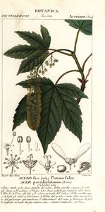 Sycamore juhar vagy planetree juhar, Acer pseudoplatanus alkotó: Stanghi Stanghi