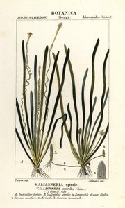 Szalagfű vagy angolnafű, Vallisneria spiralis