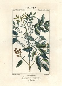 Terpentin fa, Bursera simaruba alkotó: Stanghi Stanghi
