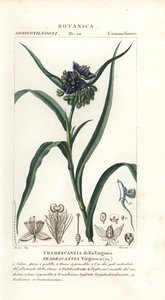 Virginia pókfű, Tradescantia virginiana