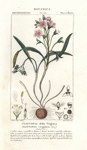 Virginia springbeauty, Claytonia virginica alkotó: Stanghi Stanghi