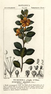 Sárga éger, Turnera ulmifolia alkotó: Stanghi Stanghi