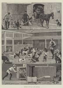 Vázlatok a Kutyaotthonban, Battersea