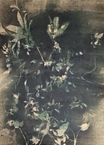 Vintage botanikai árnyékok