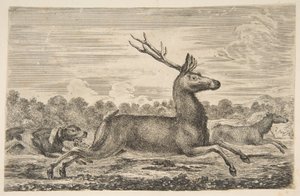 Szarvast és őzikét kergető kopók, kb. 1654. alkotó: Stefano della Bella