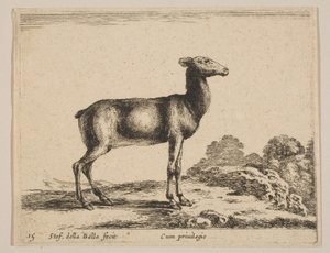 15. tábla: őzike, a „Különböző állatok”-ból Diversi animali, kb. 1641. alkotó: Stefano della Bella