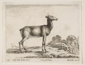 15. tábla: őzike, Különféle állatokból Diversi animali, kb. 1641. alkotó: Stefano della Bella