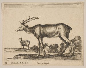 16. tábla: szarvasbika, Különféle állatokból Diversi animali, kb. 1641. alkotó: Stefano della Bella