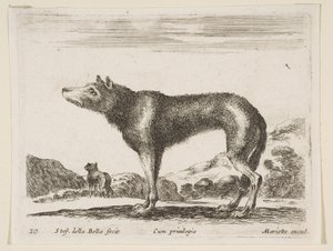 20. tábla: farkas, különböző állatokból Diversi animali, kb. 1641. alkotó: Stefano della Bella