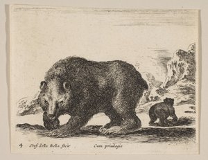 4. tábla: medve, a „Különféle állatok” fajtából Diversi animali, kb. 1641. alkotó: Stefano della Bella