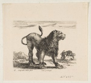 6. tábla: oroszlán, a „Különféle állatok” fajtából Diversi animali, kb. 1641. alkotó: Stefano della Bella