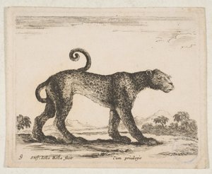 9. tábla: leopárd, „Különféle állatok” Diversi animali, kb. 1641. alkotó: Stefano della Bella