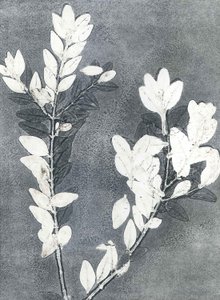 Midnight Garden III, 2015 (monoprint, papír)