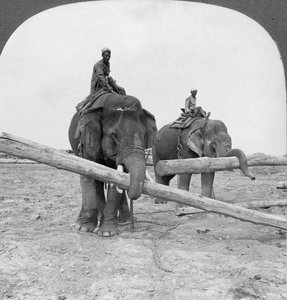 Elefántok dolgoznak egy fatelepen, Rangoon, Burma, 1908