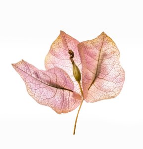 Bougainvillea Bract No. 01, 2020 (fénykép)
