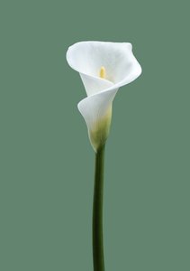 Calla Lily No. 02, 2021 (fénykép)