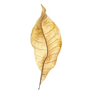 Leaf Study No. 01, 2020 (fénykép)