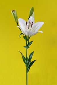 Lily on yellow No. 01, 2020 (fénykép)