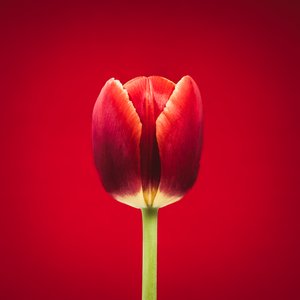 Egyedi piros tulipán portréja piros háttéren
