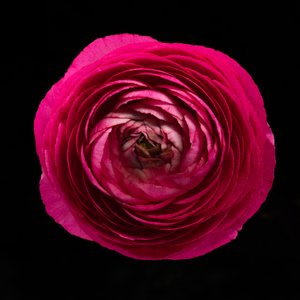 Ranunculus No. 01, 2020 (fénykép)