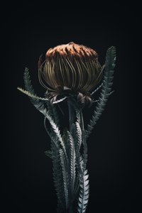 Egyetlen Protea, 2021 (fotó) alkotó: Steve Gallagher