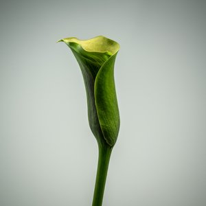Egyetlen zöld Calla Lily, 2020 (fénykép)
