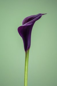 Egyetlen lila Calla Lily, 2021 (fénykép)