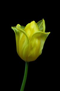 Sárga tulipán No.02, 2021 (fénykép)