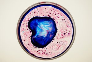 Petri-csésze, 2024