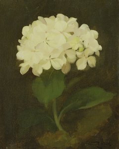 Fehér hortenzia (olaj, vászon) alkotó: Stuart Park