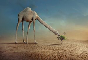  alkotó: Sulaiman Almawash