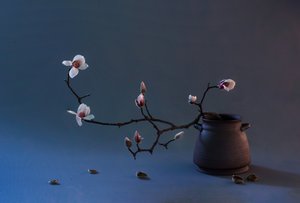 Zen magnóliavirág alkotó: Summer2016