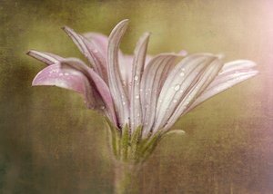 Finom harmatcsepp-virág alkotó: Susan Moss