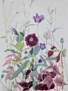  alkotó: Suzy Fasht