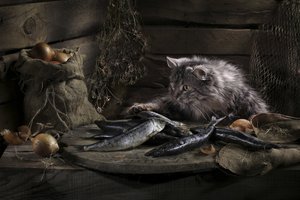 A kíváncsi macska és a hal alkotó: Svetlana Pavlоvskaja