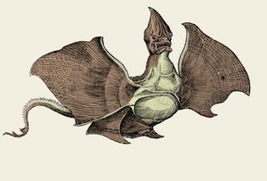 Fantasztikus tengeri szörny, illusztráció Conrad Gesner „Az állatok története” című művéből (színes litho) alkotó: Swiss School