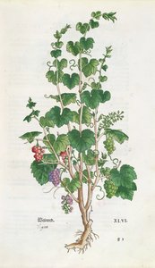 Szőlő (Vitis Vinifera) botanikai lemez a De Historia Stirpiumból, Leonard Fuchs (1501-66) 1543 alkotó: Swiss School