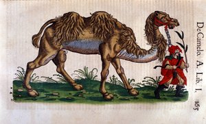 Egy teve ábrázolása, illusztráció Conrad Gesner „Az állatok története” című könyvéből alkotó: Swiss School