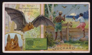 Vámpír denevér (chromolitho)