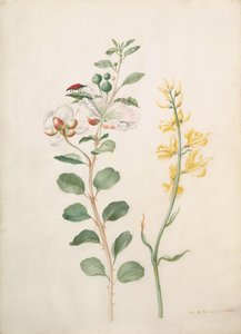 Tanulmány a kapribogyókról, Gorse-ról és egy bogárról, 1693. alkotó: Sybilla Merian