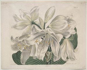 A Botanikai Magazin vagy Virágoskert Megjelenítve: White Cape - Coast Lily, 1806. alkotó: Sydenham Teast Edwards