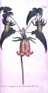 Kanári-szigeti harangvirág (Canarina campanula), 444-es tábla William Curtis „The Botanical Magazine”-ból (vagy „Virágoskert megjelenítése”), pub. 1799 (metszet) alkotó: Sydenham Teast (after) Edwards