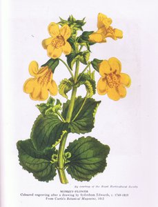 Monkey Flower, Nature in Britain kiadó: Collins 1946 (színes litó) alkotó: Sydenham Teast (after) Edwards