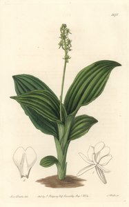 African Liparis Orchidea - Water forte S. Watts által Sarah Anne Drake (1803-1857) illusztrációjáról, a Botanical Registerből alkotó: Sydenham Teast Edwards