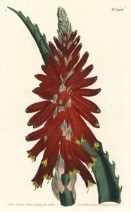 Aloe fa - keskeny levelű kard aloe, Aloe arborescens. F. Sansom Jr. kézi színű rézmetszete Sydenham Edwards illusztrációja után a William Curtis Botanical Magazine-ból, T. Curtis, London alkotó: Sydenham Teast Edwards