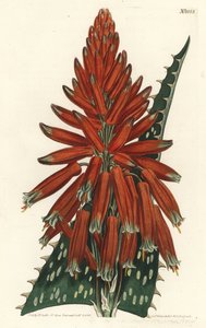 Aloes macule - Szappan vagy zebra aloe, Aloe maculata (Pettyeslevelű aloe, Aloe picta). F. Sansom Jr. kézi színű rézmetszete Sydenham Edwards illusztrációja után a William Curtis Botanical Magazine-ból, T. Curtis, London alkotó: Sydenham Teast Edwards