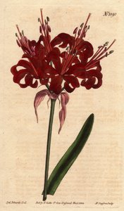 Amaryllis mák színű, sötét karmazsin virágokkal, egyetlen lábról virágzik. Eredetileg Cape of Good Esperance-ről (Dél-Afrika). Mák színű amarillisz, mély, bíbor virágokkal, amelyek egyetlen szárból nyílnak. A Jóreménység-fok szülötte. Amarillisz alkotó: Sydenham Teast Edwards