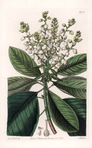 Amerikai arbutusfa – S.Watts vésette, Sarah Anne Drake (1803-1857) illusztrációjából, a Sydenham Edwards (1768-1819) botanikai nyilvántartásából, Angliából alkotó: Sydenham Teast Edwards
