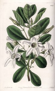 Anthocercis variete, Ausztráliában őshonos – S.Watts által metszett tábla Sarah Anne Drake (1803-1857) illusztrációjáról, a Sydenham Edwards (1768-1819) botanikai nyilvántartásából, Angliából alkotó: Sydenham Teast Edwards